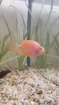 Vymením Cichlidu papagájovú za menšie ryby
