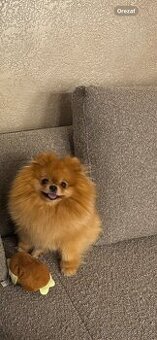 Pomeranian s PP na krytie