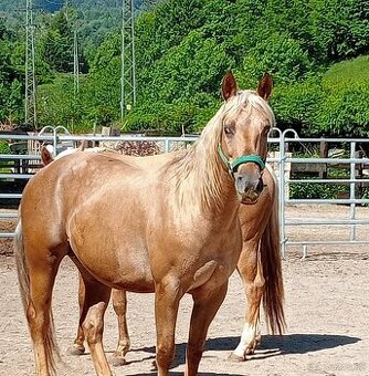 Appaloosa kobyla pripustena