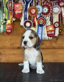 Bigel, bigl, beagle s PP