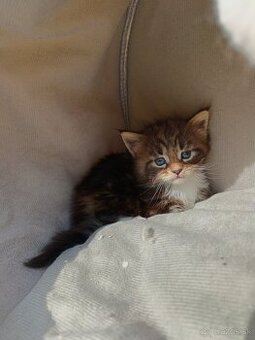 Maine coon