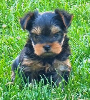 Yorkshire terrier