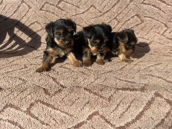 YORKSHIRE TERRIER