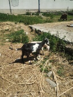 Cap na preaj