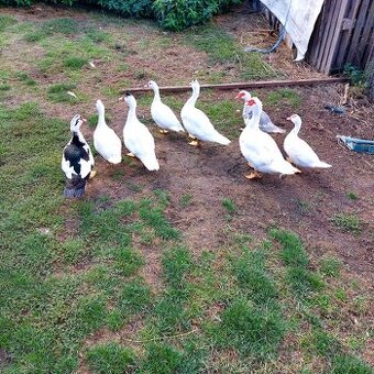 Predám činske kačice 6 mesačné.