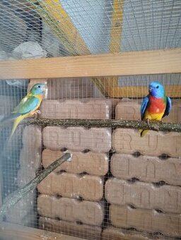 Papagáj spevavy, neoféma,rozela