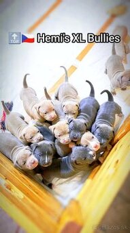 Štěňátka American Bully XL - registrace ABKC - Jihlava CZ