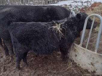 Predám býčka aberdeen angus