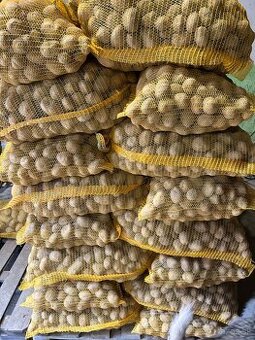 Sadbové zemiaky SORAYA