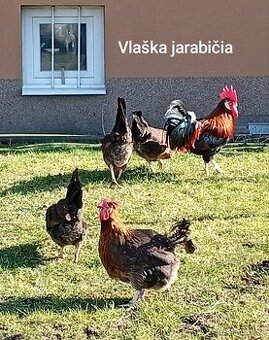 NV Vlaška jarabičia