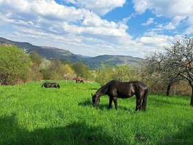 ustajnenie koni, PASTVA + STAROSTLIVOST, Nová Baňa