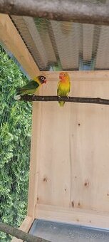 Agapornis