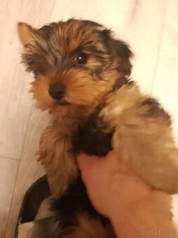 Yorkshire terrier