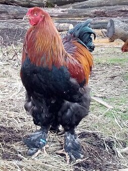 NV Brahmanky jarabičie