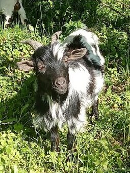 Holandské mini kozy capko minikozy