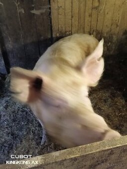 Kanec