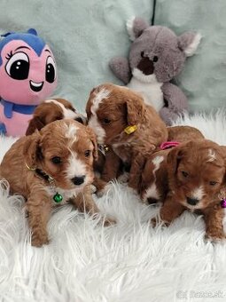 Cavapoo