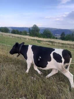 Jalovica