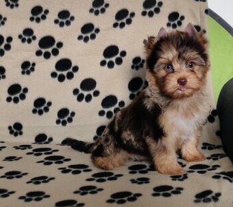 Yorkshire terrier