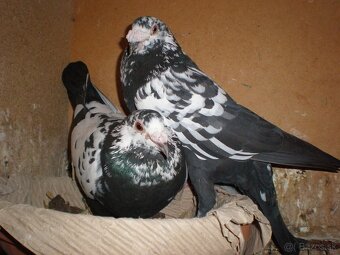 Poštové holuby Vangramberen