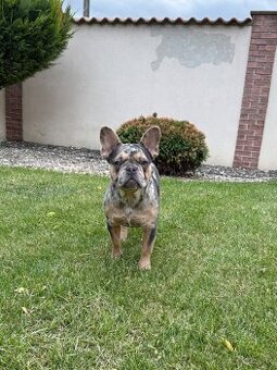 Francuzsky buldoček blue tan merle a isabella fenky