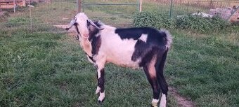 Predám1,5 ročného  podielového AN capa