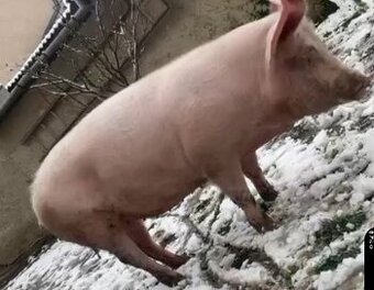 Predám ošípané  2.40 za kg