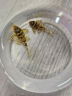 L 236 Super Yellow - odchov