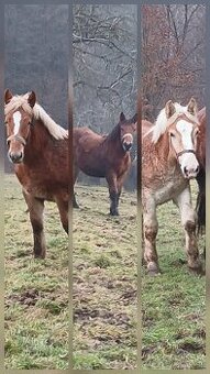 3 poľské chladnokrvné kone na predaj - Žrebce