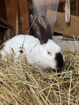 Kalifornský králik