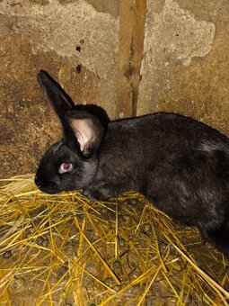 Nemecký obrovity strakač