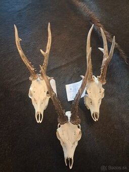 Trofeje, trofej, parozie, parohy, srnci