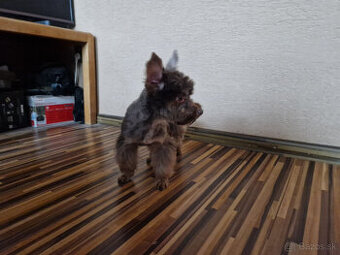 yorkshire, yorkshirsky terier s PP