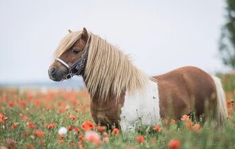 Hřebec mini Shetland pony s PP