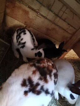 Predám zajaca dalmantínkého rexa