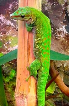 FELZUMA MADAGASKARSKÁ