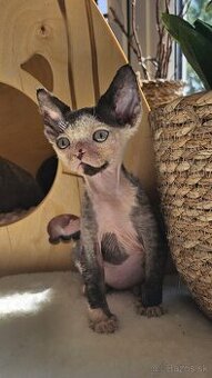 Devon rex kocourek s průkazem původu