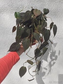 Philodendron scandens micans