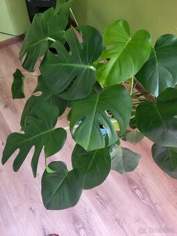 Monstera