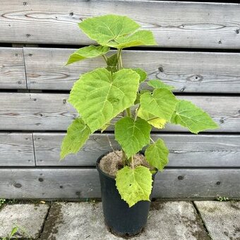 Paulownia rychlorastuci strom