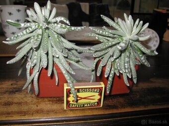6. sukulenty
