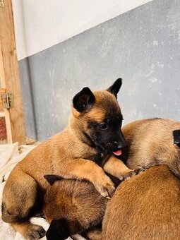 Belgický ovčiak Malinois