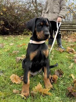 Doberman s PP