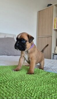 NEMECKY BOXER ŠTENIATKO K ODBERU OD 20.12.2025