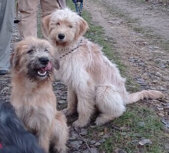 Rozkošné, dobré a milované psíky na adopciu