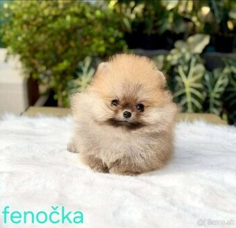 Pomeranian mini