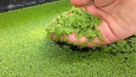 Darujem - Lemna minor - Žaburinka