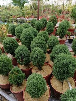 Predám prebytky rastlín tuja Teddy