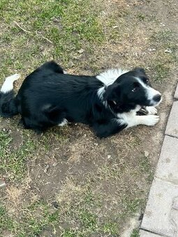 Darujem 7 mesačnú sučku