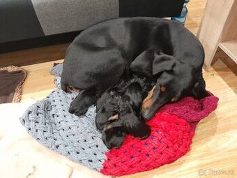 Doberman